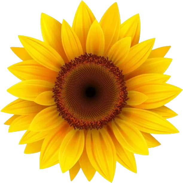 Image d'un tournesol